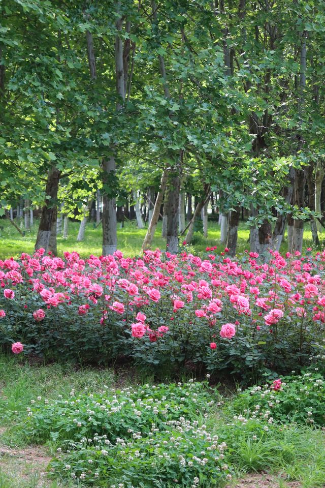 Fuyang's best place to enjoy roses in bloom - Delta Park.