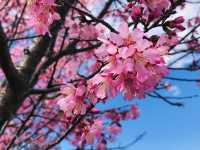 Kanagawa Matsuda early cherry blossoms 🌸