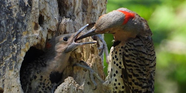 Eliza Howell Park Walk - Nesting Birds | Eliza Howell Park