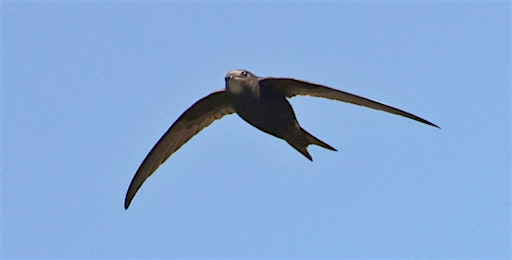 Keep the Skies Screaming! An illustrated talk about Swifts by Edward Mayer | Lewes Climate Hub