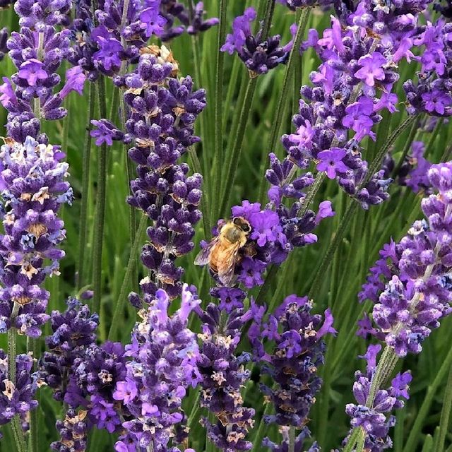 Wanaka Lavender Farm