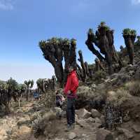 Cool Hiking at Kilimanjaro