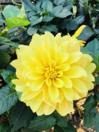 🌻🌼夢幻花園🌺🌸台北玫瑰園🌹🌷Taipei Rose Garden