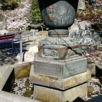 [福岡市]桜🌸満開で花吹雪舞う「西公園」