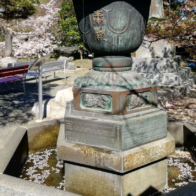 [福岡市]桜🌸満開で花吹雪舞う「西公園」