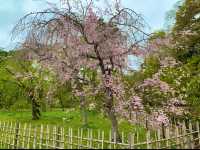 京都　KYOTO SAKURAめぐり❗️京都御苑の車返桜に感動❗️