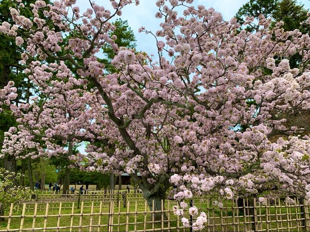 京都　KYOTO SAKURAめぐり❗️京都御苑の車返桜に感動❗️