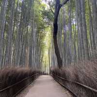 【行かなきゃ損！】京都・嵐山の観光スポットを楽しみ尽くした