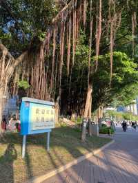 🌸荃灣公園賞花輕鬆遊🤗🌴🌳