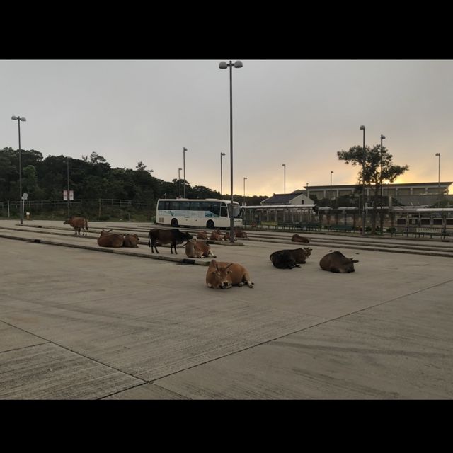 景觀開揚嘅昂坪棧道