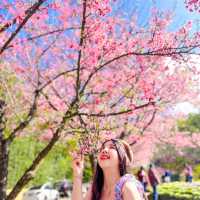 สวน80 ดอยอ่างขาง เชียงใหม่