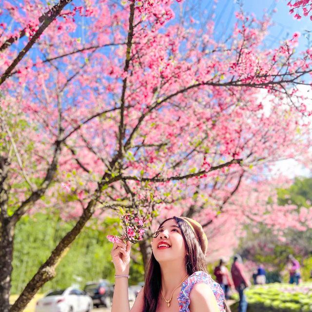 สวน80 ดอยอ่างขาง เชียงใหม่
