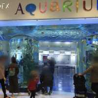 韓国/ソウル【三成】アートな水族館💙COEXアクアリウム