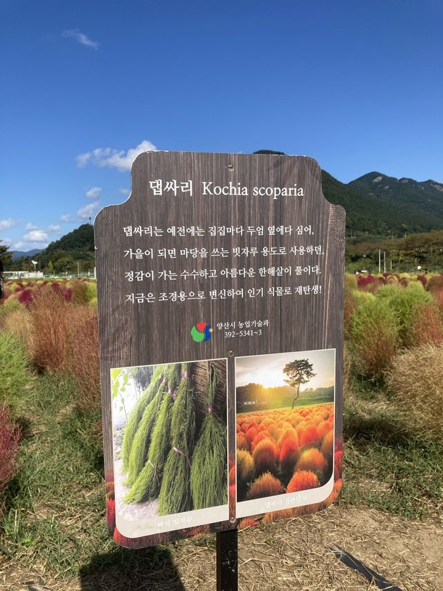 댑싸리 보러 갈까요!