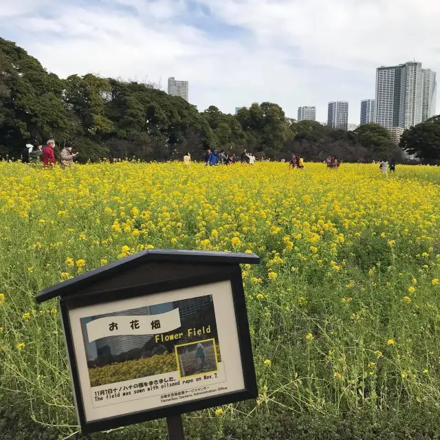 🇯🇵 Hamarikyu Gardens 