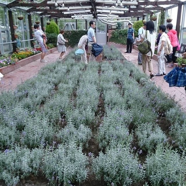 北海道富田農場‼️夏日超令薰衣草園💓