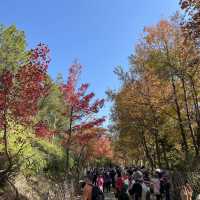 一年一度賞紅葉🍁 「大棠郊野公園」