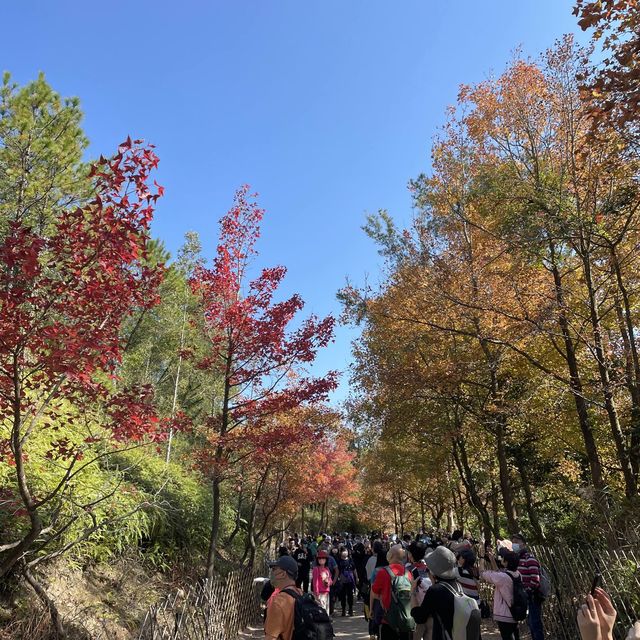 一年一度賞紅葉🍁 「大棠郊野公園」