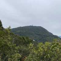 馬騮聚集聖地 （金山郊野公園）