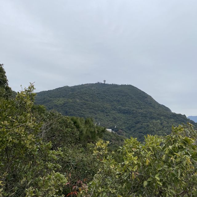 馬騮聚集聖地 （金山郊野公園）