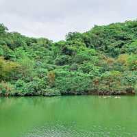 宜蘭 | 「龍潭湖特定風景區」，園區內有超多白鷺鷥棲息，還有悠遊在湖畔的鴨子群