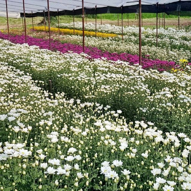 เที่ยวสวนดอกไม้​🌷🌻 