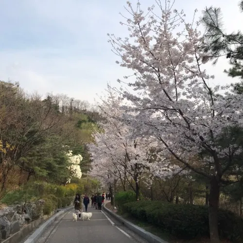 숨겨진 벚꽃명소 낙산공원