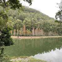 睇紅葉行山路線推介.流水響