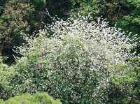 城門谷賞花好去處