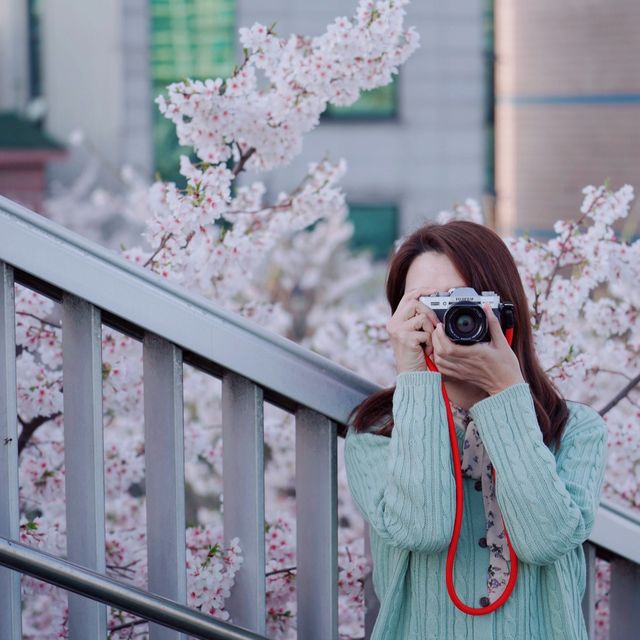 신대방역 벚꽃길 도림천