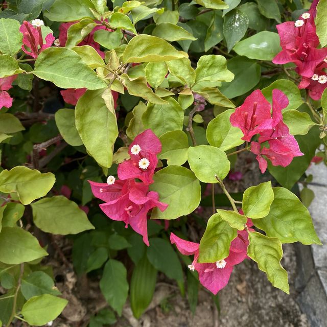 大角咀中式公園賞花｜漸變色橙黃花、烏龜、中式涼亭