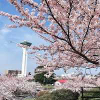【北海道:函館】日本100名城の星形要塞で絶景を楽しむ