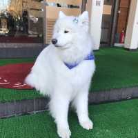 오이카 료칸 호텔 추천! ‘코코노에 유유테이 호텔’