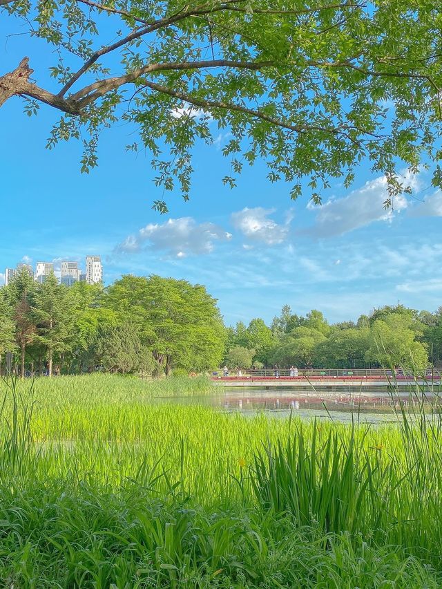 ⛱서울숲 피크닉 스팟은 여기✨