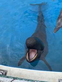 海豚餵食體驗學習 | 沖繩旅行