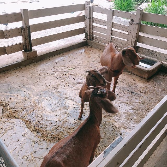พาไปชิค สวนสัตว์พาต้า🐑