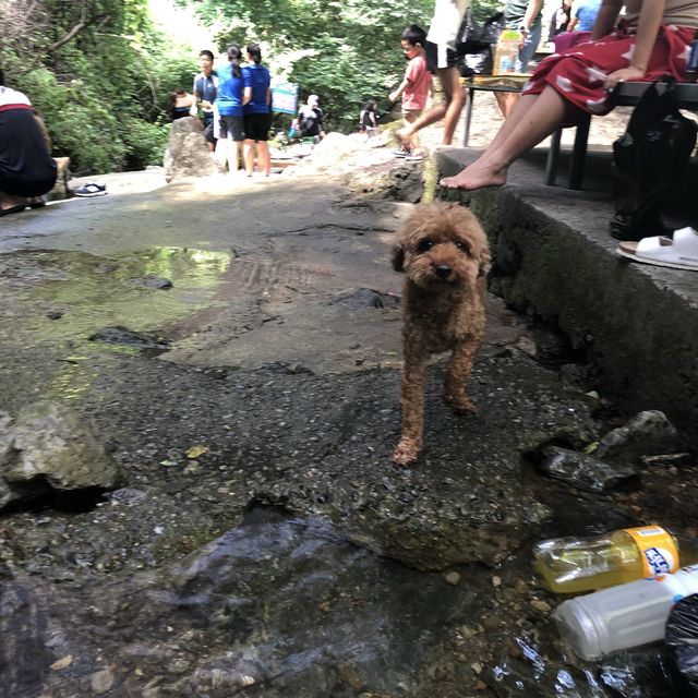애견 동반 가능한 계곡 평상 백숙집 🐶
