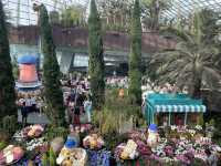 Blooming Hydrangeas at Flower Dome