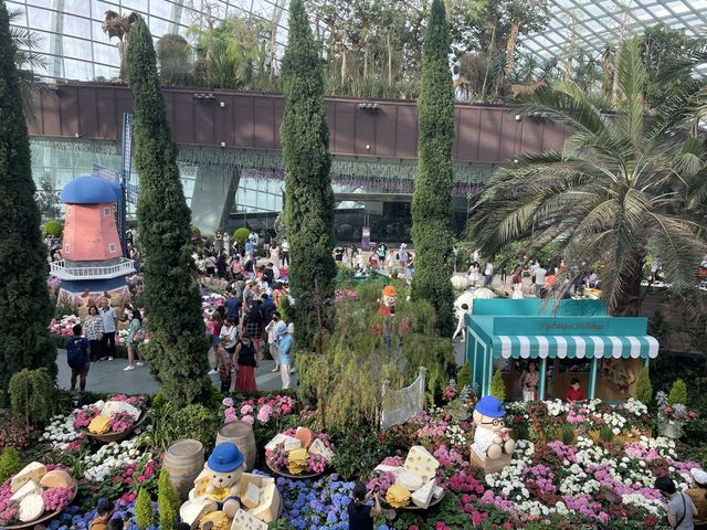 Blooming Hydrangeas at Flower Dome