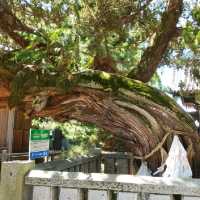 兵庫県のブライダル都市にある厳かな高砂神社