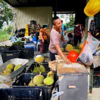 Durian Farm Expedition In Kulai Johor 
