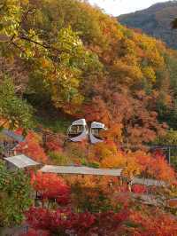 단풍여행 끝판왕🍁화담숲🍂어때요