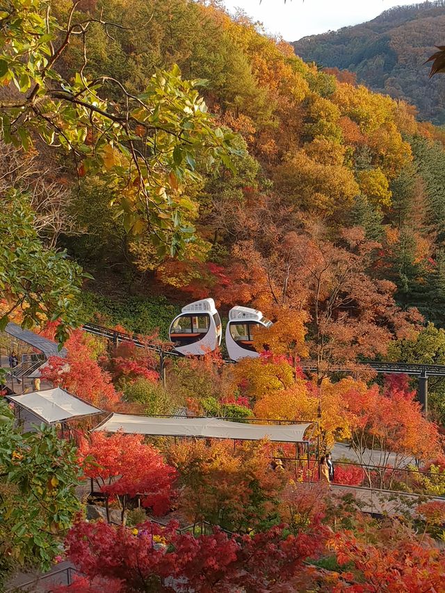 단풍여행 끝판왕🍁화담숲🍂어때요