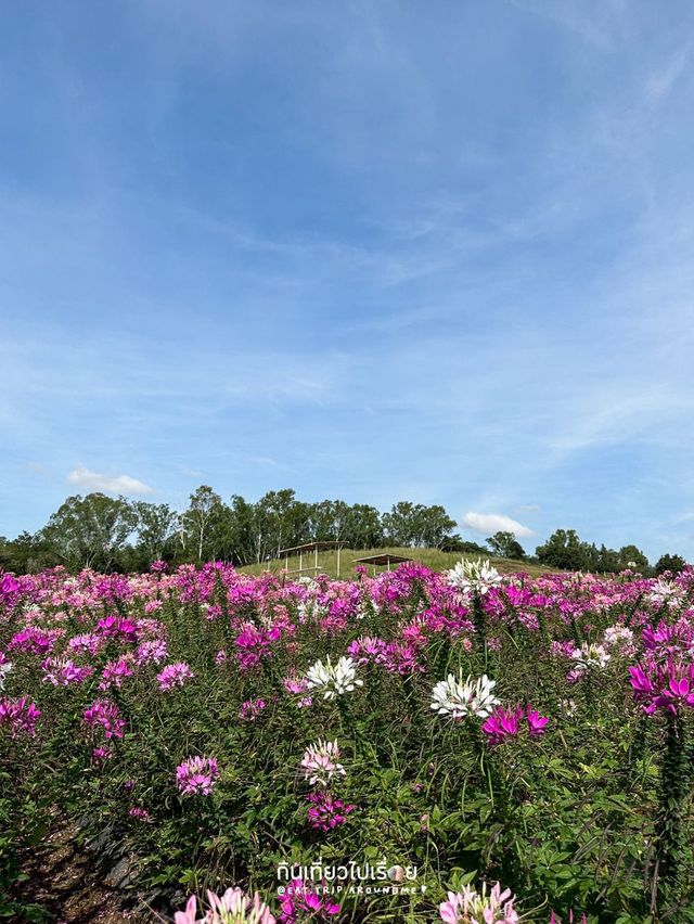 ถ่ายรูปสวยๆกันที่ Floryday Khaoyai🌸🌷