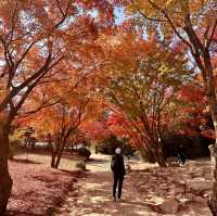 Gyeongju , is a must place to enjoy autumn 🍂