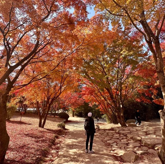 Gyeongju , is a must place to enjoy autumn 🍂