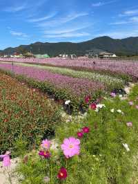 철원에서 즐기는 꽃구경 🌺