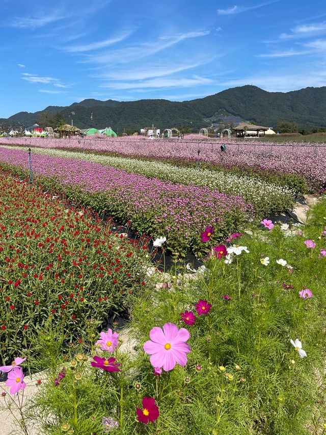 철원에서 즐기는 꽃구경 🌺