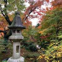 京都紅葉2022 宝筐院の素晴らしい紅葉