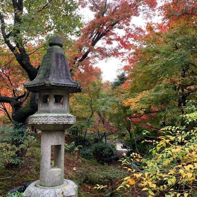 京都紅葉2022 宝筐院の素晴らしい紅葉